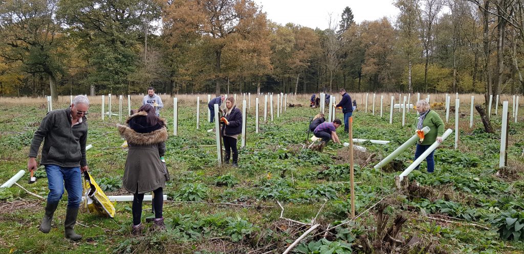 Tree Planting