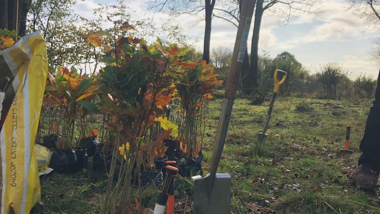 Tree Planting