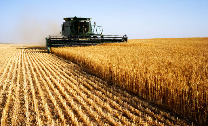 Machine harvesting in the field Machine harvesting in the field